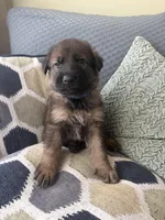 Dark Blue, a male German Shepherd Dog for sale in Doral, FL – Photo 1 of 3