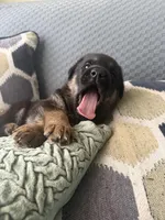 black, a male German Shepherd Dog for sale in Doral, FL – Photo 3 of 3