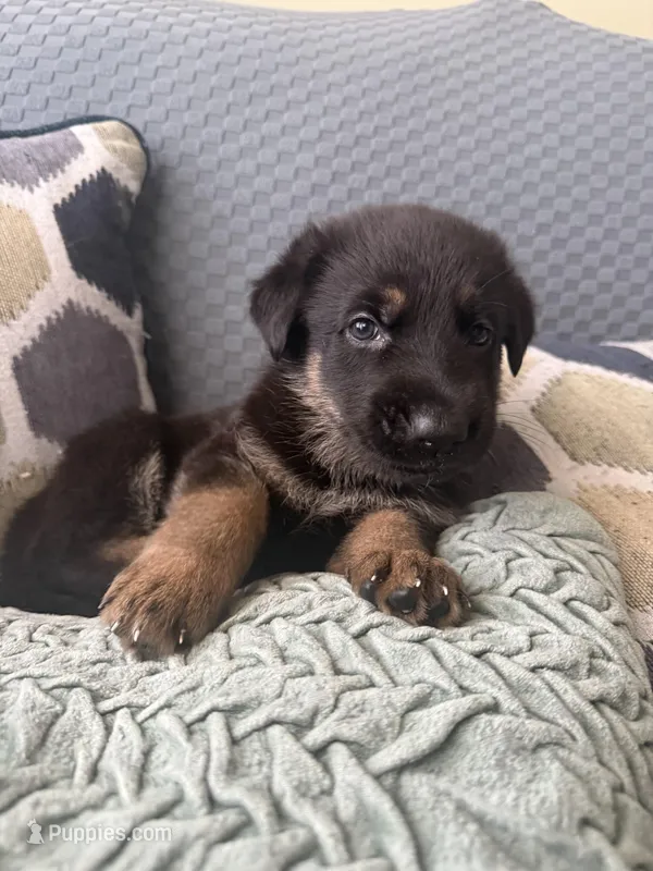 black – German Shepherd Dog puppy for sale in Doral, FL