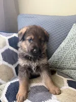 Purple, a female German Shepherd Dog for sale in Doral, FL – Photo 2 of 2