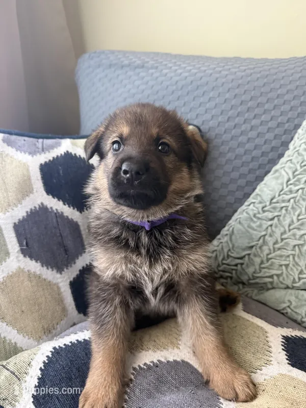 Purple – German Shepherd Dog puppy for sale in Doral, FL