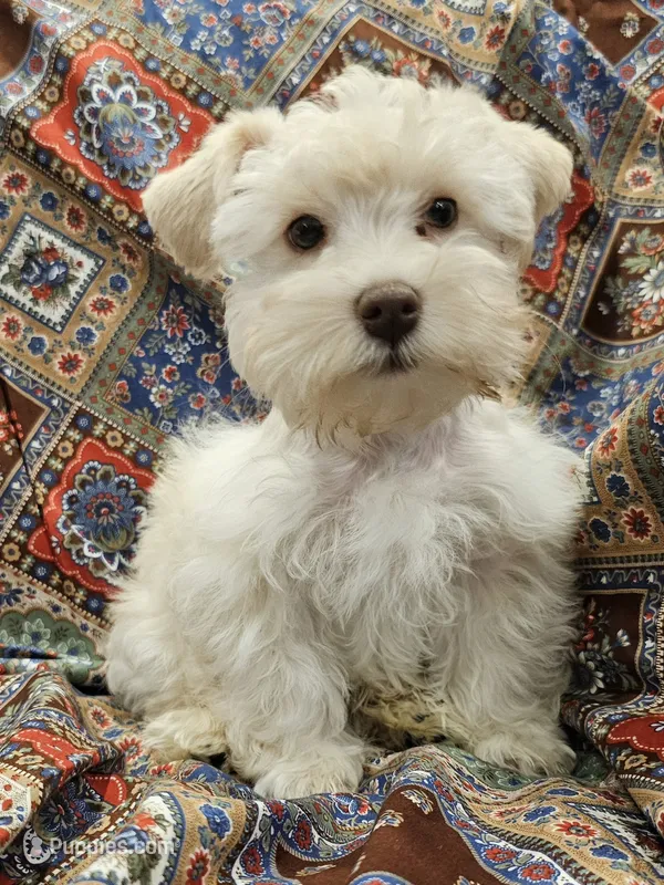 Casper – Miniature Schnauzer puppy for sale in Mart, TX