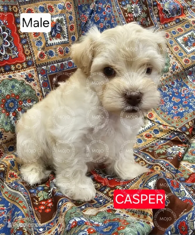 Casper – Miniature Schnauzer puppy for sale in Mart, TX