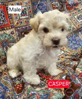 Casper, a male Miniature Schnauzer for sale in Mart, TX – 1 of 1