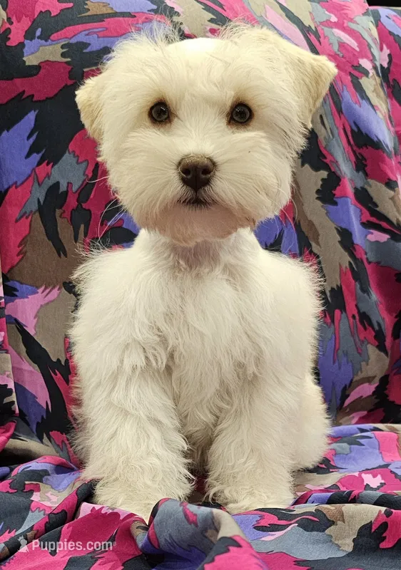 Buffy – Miniature Schnauzer puppy for sale in Mart, TX