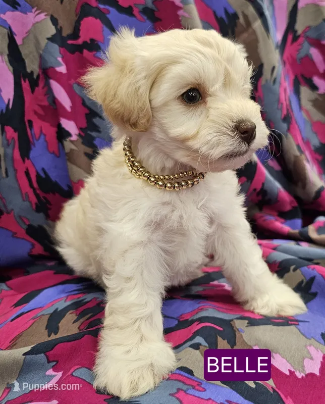 Buffy – Miniature Schnauzer puppy for sale in Mart, TX