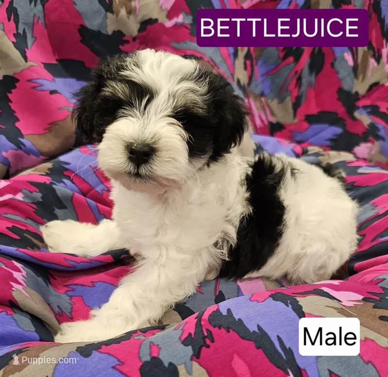 Beetlejuice  – Miniature Schnauzer puppy for sale in Mart, TX
