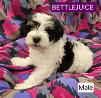 Beetlejuice , a male Miniature Schnauzer for sale in Mart, TX – 1 of 1