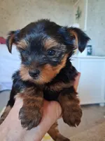 Mavrick, a male Yorkshire Terrier for sale in Olin, IA – 1 of 1