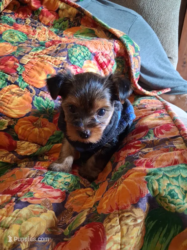 Goose – Yorkshire Terrier puppy for sale in Olin, IA