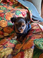 Goose, a male Yorkshire Terrier for sale in Olin, IA – 1 of 1