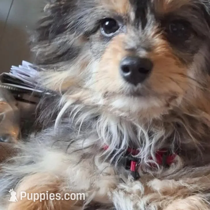 Benny, a male Toy Australian Shepherd for sale in Paducah, KY – Photo 3 of 5