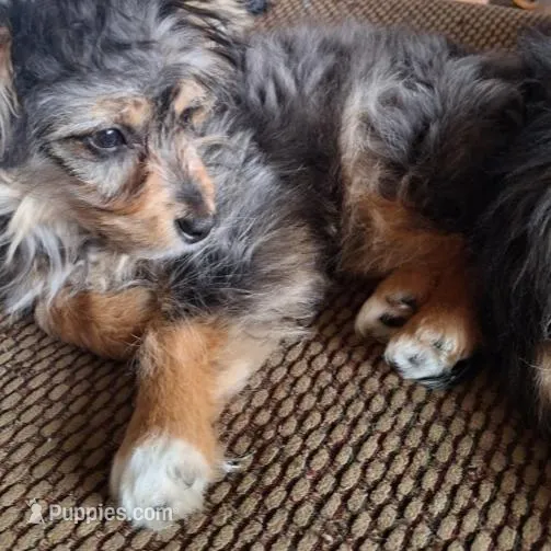 Benny, a male Toy Australian Shepherd for sale in Paducah, KY – Photo 2 of 5