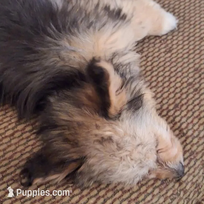 Benny, a male Toy Australian Shepherd for sale in Paducah, KY – Photo 5 of 5