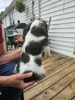 Sparkle, a female Cocker Spaniel for sale in Fancy Gap, VA – 2 of 2