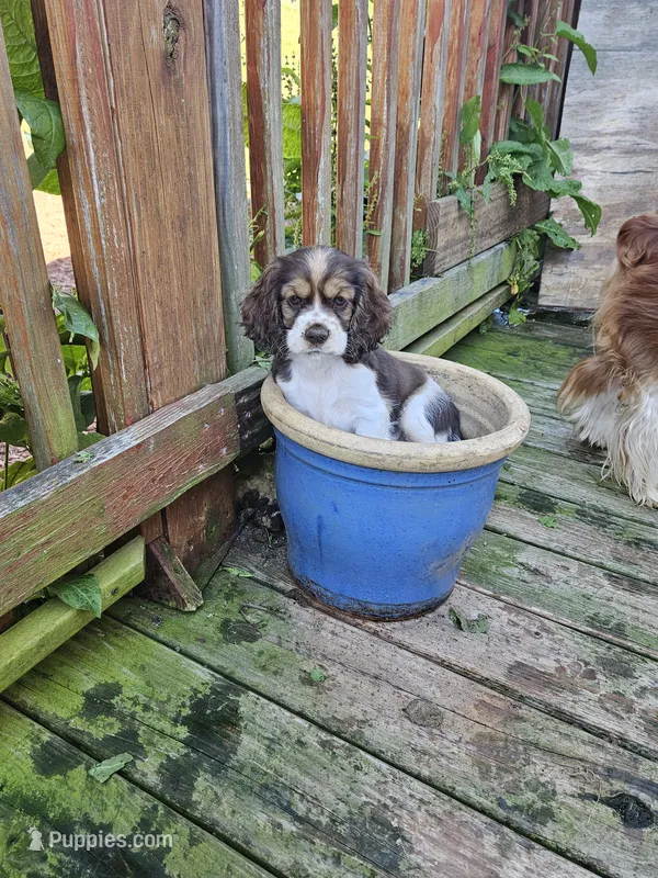 Pollyann – Cocker Spaniel puppy for sale in Fancy Gap, VA