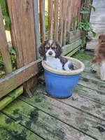 Pollyann, a female Cocker Spaniel for sale in Fancy Gap, VA – 1 of 2