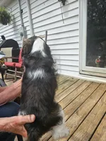 Colt, a male Cocker Spaniel for sale in Fancy Gap, VA – 2 of 2