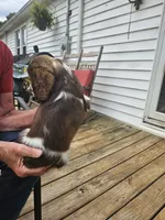 Banjo, a male Cocker Spaniel for sale in Fancy Gap, VA – 2 of 2