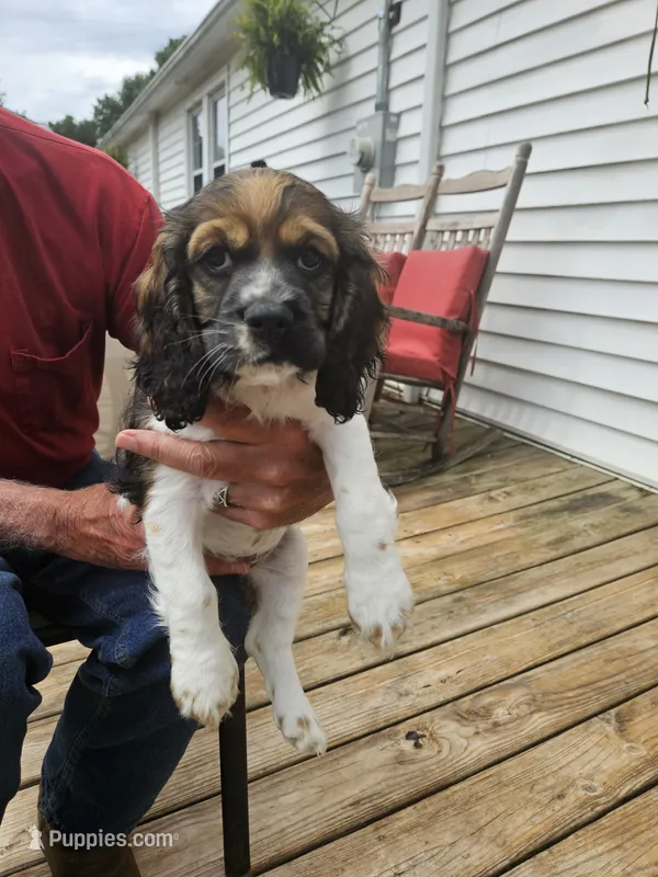 Bella – Cocker Spaniel puppy for sale in Fancy Gap, VA