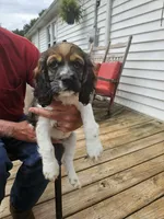 Bella, a female Cocker Spaniel for sale in Fancy Gap, VA – 1 of 2