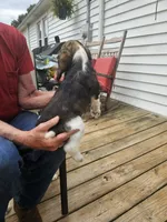 Bella, a female Cocker Spaniel for sale in Fancy Gap, VA – 2 of 2