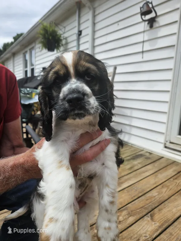 Colt – Cocker Spaniel puppy for sale in Fancy Gap, VA