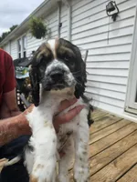 Colt, a male Cocker Spaniel for sale in Fancy Gap, VA – 1 of 2