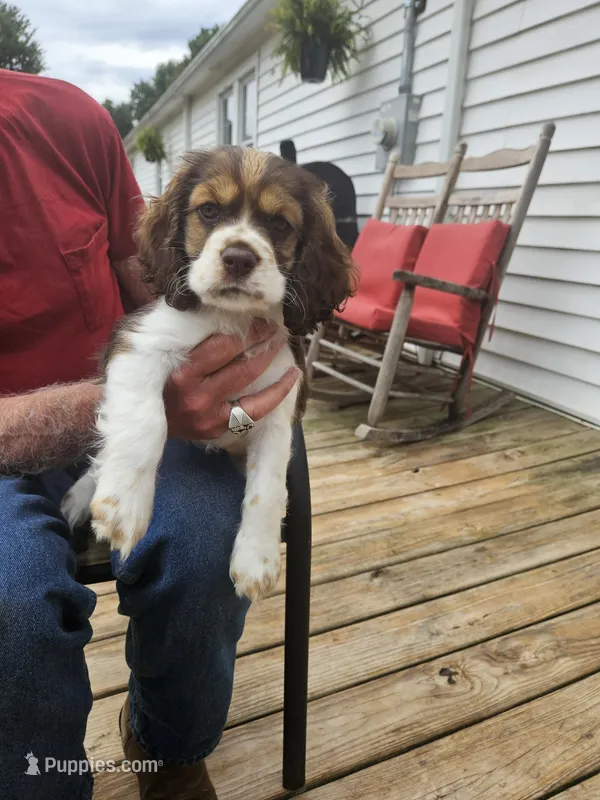 Banjo – Cocker Spaniel puppy for sale in Fancy Gap, VA