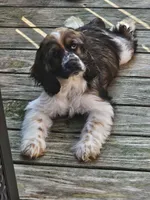 Colt, a male Cocker Spaniel for sale in Fancy Gap, VA – 1 of 4