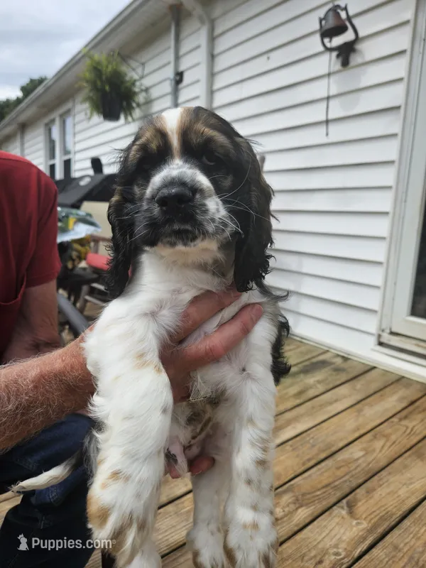 Tucker – Cocker Spaniel puppy for sale in Fancy Gap, VA