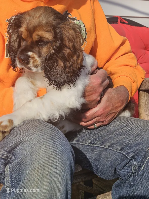 Tucker – Cocker Spaniel puppy for sale in Fancy Gap, VA