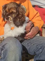 Tucker, a male Cocker Spaniel for sale in Fancy Gap, VA – 1 of 4