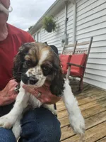 Sparkle, a female Cocker Spaniel for sale in Fancy Gap, VA – 1 of 2