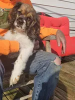 Tucker, a male Cocker Spaniel for sale in Fancy Gap, VA – 2 of 4
