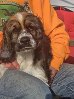 Colt, a male Cocker Spaniel for sale in Fancy Gap, VA – 2 of 4