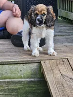 Bella, a female Cocker Spaniel for sale in Fancy Gap, VA – 1 of 3