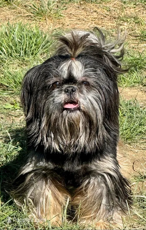 Mardi Gras – Shih Tzu puppy for sale in Troup, TX