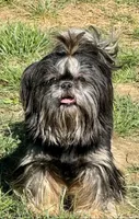 Mardi Gras, a female Shih Tzu for sale in Troup, TX – 1 of 1