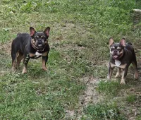 Bougie, a female French Bulldog for sale in Troup, TX – 2 of 2