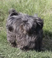 Dr. Juju Bones (Akc), a male Shih Tzu for sale in Troup, TX – 3 of 3