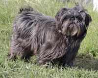 Dr. Juju Bones (Akc), a male Shih Tzu for sale in Troup, TX – 1 of 3