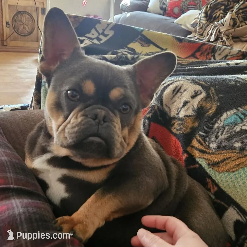 Brienne, a female French Bulldog for sale in Troup, TX – Photo 2 of 2