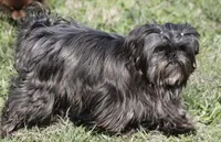 Dr. Juju Bones (Akc), a male Shih Tzu for sale in Troup, TX – 2 of 3