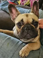 Teeter (Bred), a female French Bulldog for sale in Troup, TX – Photo 1 of 3