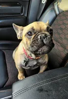 Teeter (Bred), a female French Bulldog for sale in Troup, TX – Photo 3 of 3