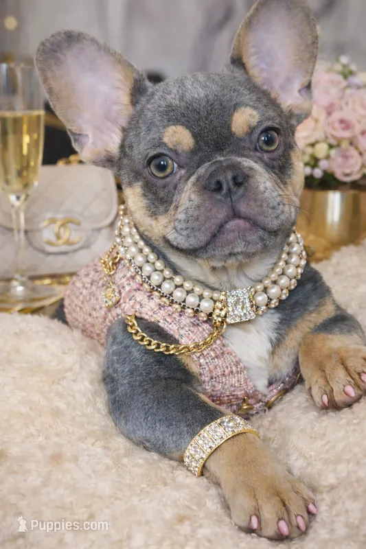 Bougie – French Bulldog puppy for sale in Troup, TX
