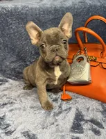 Marty, a male French Bulldog for sale in Wilkes Barre, PA – Photo 1 of 4