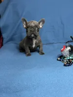 Marty, a male French Bulldog for sale in Wilkes Barre, PA – Photo 2 of 4