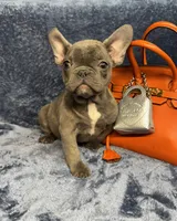 Marty, a male French Bulldog for sale in Wilkes Barre, PA – Photo 3 of 4